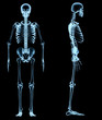 human skeleton under the x-rays