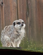 Meerkat