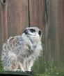 Meerkat