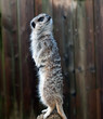 Meerkat
