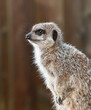 Meerkat