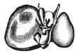 Human Liver, vintage engraved illustration