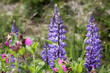 Lupine