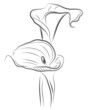 vector flower calla twin