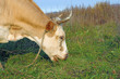cow against a pasture of fresh grass