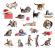 Photo: Active kittens collection. Little funny cats isolated on white. Active kittens collection. Little funny cats isolated on white.