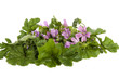 with wild mallow flowers