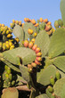 Prickly pear