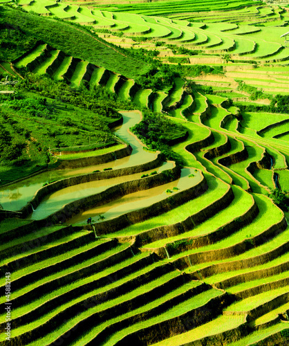 Photo: terraced rice field in sunshine, Yen Bai, Vietnam terraced rice field in sunshine, Yen Bai, Vietnam
