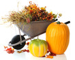 Photo: Gathering Autumn Gathering Autumn