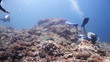Getting close to the ocean's treasures