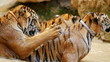 Tigers at the Tiger Temple in Thailand playing together in water