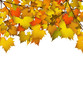Herbstblätter, Designvorlage, Blätter, Herbst, farbenfroh