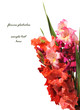Photo: gladiolus gladiolus