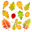 Autumn leaves. Vector illustration