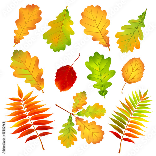 Vector: Autumn leaves. Vector illustration Autumn leaves. Vector illustration