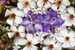 Tropical floral arrangement.