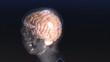 Human Brain
