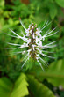 Orthosiphon Stamineus Herbs - Malaysia Misai Kucing Herbs