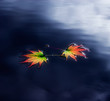 Autumn leaves on the water