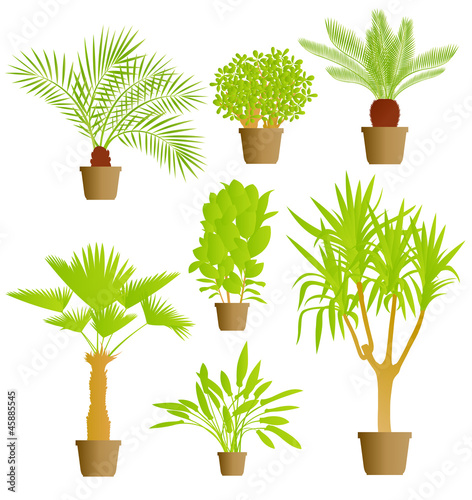 Vector: House plants vector background House plants vector background