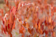 Background of red autumn myrtle