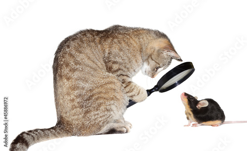 Photo: Cat with myopia Cat with myopia