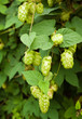 hop