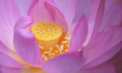 Blossoming lotus close-up