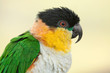 black headed Caique 6926