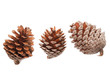 Pine cones