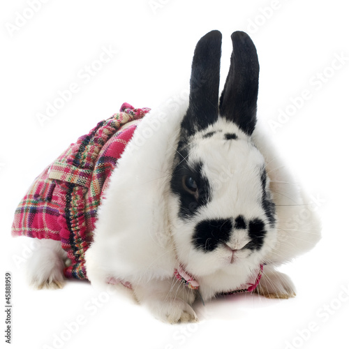 Photo: young dressed rabbit young dressed rabbit