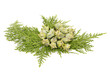 Juniper, twig with cones, close up, isolated