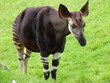 Okapi