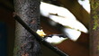Video: dark-back sibia bird eating banana dark-back sibia bird eating banana