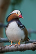 Mandarin Duck