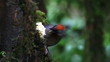 Video: chesnut-crowned laughing thrush bird eating banana chesnut-crowned laughing thrush bird eating banana