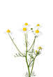 Echte Kamille (Matricaria chamomilla)