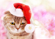 Cute Christmas cat in Santa Claus hat on colorful background