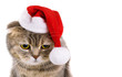 Cute gray cat in Santa Claus hat isolated on white background