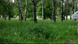 Мужчина и беременная женщина под зонтом идут по лесу