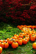 Line of Pumpkins