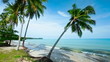 Video: Palm trees on the tropical beach in sunny day Palm trees on the tropical beach in sunny day