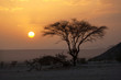Tree in the Sahara desert, sunset