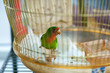 colorful parrot in home cage