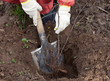 gardener sets  bush sprouts