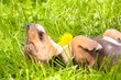 Photo: Dog sleeps Dog sleeps