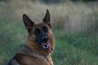 Schäferhund