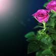 pink roses