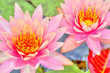 Fleurs de nénuphar